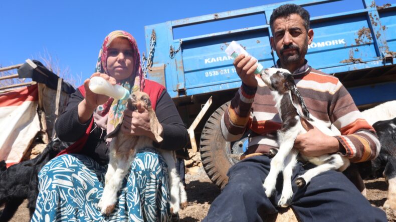 Anneleri telef olan yavruları biberonla besliyorlar